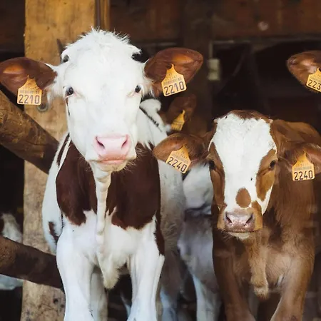 Campsite Pipowagen Lochem