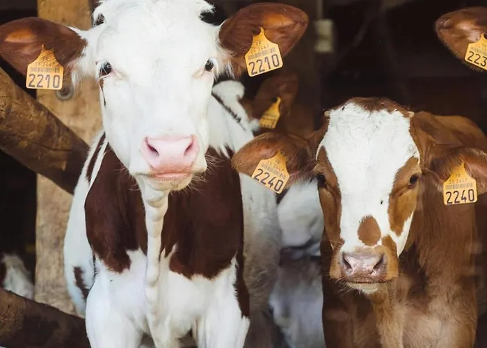 Campsite Pipowagen Lochem